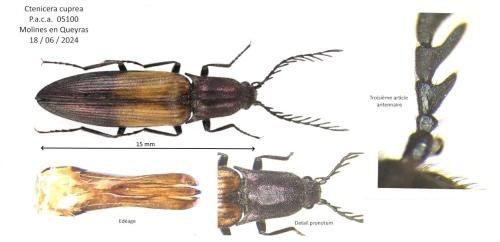 Ctenicera cuprea